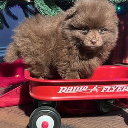 Fudge - Chocolate male Pomeranian puppy in Sulphur Springs, Texas from Johnny's Pets