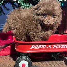 Fudge - Chocolate male Pomeranian puppy in Sulphur Springs, Texas from Johnny's Pets