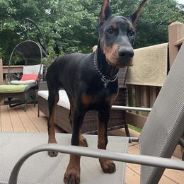 Doberman Pinscher Puppies from Ruiz Dobermans