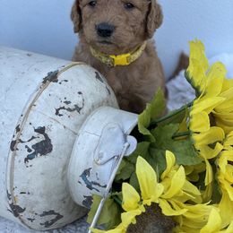 Border Collie and Goldendoodle Puppies from That’s My Doodle