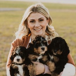 Bernedoodles, Havanese, and Havapoos from Lady Paws Puppies - Cassie