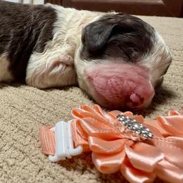 Pumpkin - Parti female Golden Aussiedoodle puppy in Lakeland, Florida from Poodles Doodles Standard and Mini LLC