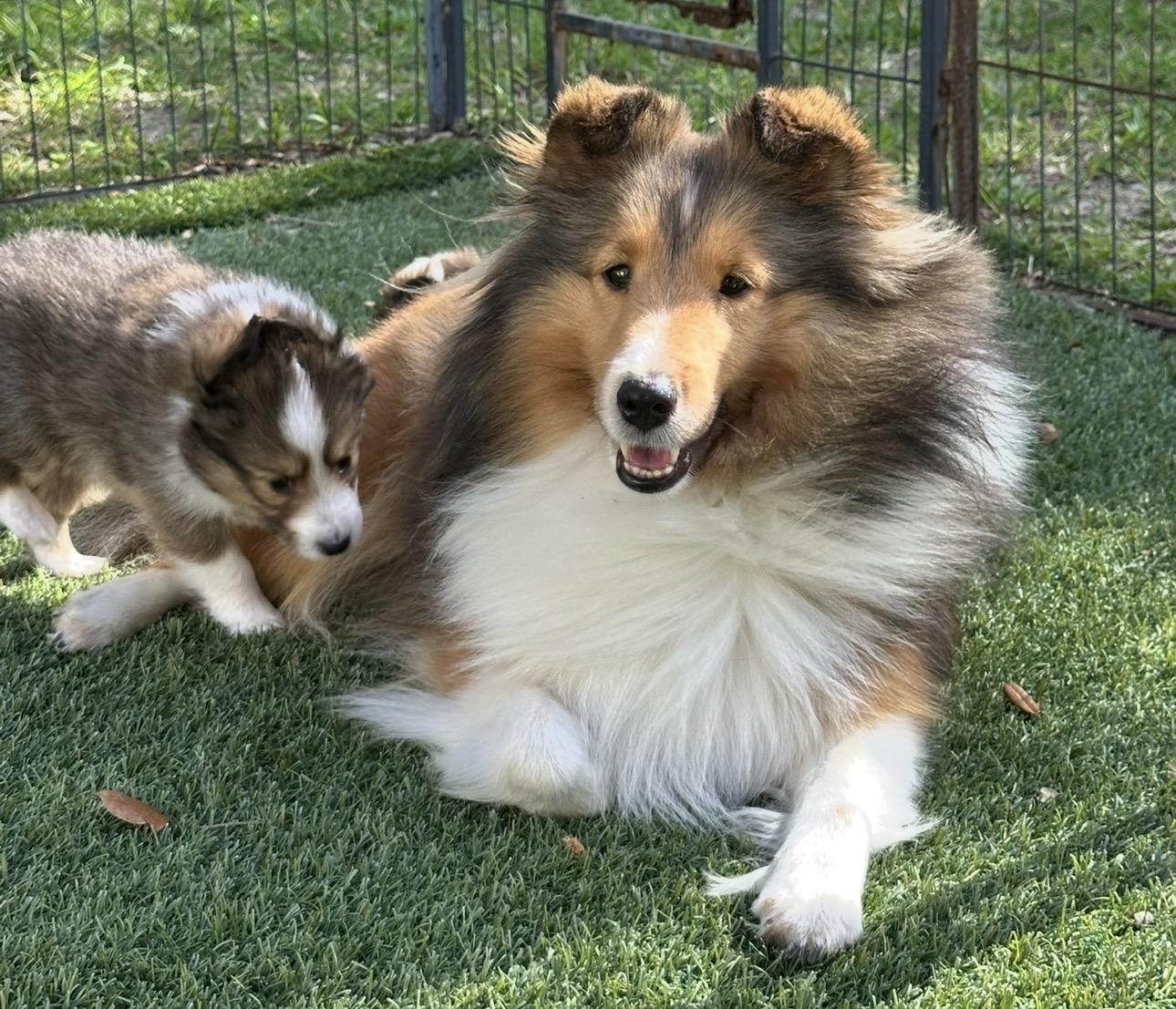 Shellion Dogs Cielito Lindo Shelties in Florida | Shetland Sheepdog puppies | Good Dog