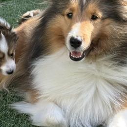 Shetland Sheepdogs from Cielito Lindo Shelties