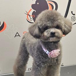 Fuji - Silver female Poodle puppy in San Diego, Temecula, Ontario, California from Yorkie & Maltese Royalty