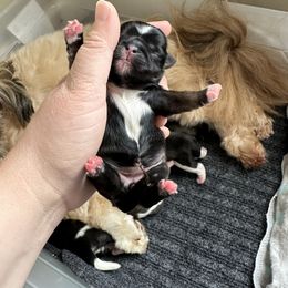 Golden Retriever and Shih Tzu Puppies from Carter Family Retrievers