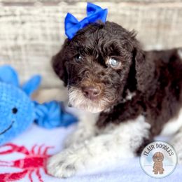 Isla - Parti female Goldendoodle puppy in Mc Kinney, Texas from Flair Doodles