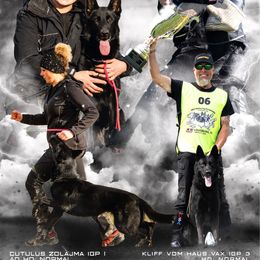 German Shepherd puppies from Hohen Klippe German Shepherds