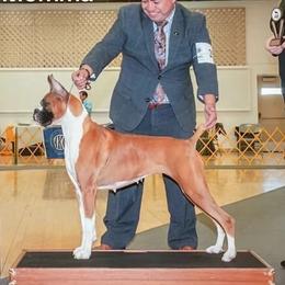 Fannie - Boxer
