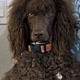Poodles from New Beginnings Standard Poodles