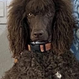 Poodles from New Beginnings Standard Poodles
