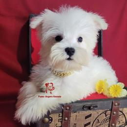 Boy 2 - male Miniature Schnauzer puppy in Fairhope, Alabama from Puppy Sugars Kennels