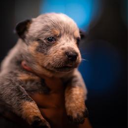 Girl 4 - Blue speckled female Australian Cattle Dog puppy in Amesbury, Massachusetts from Fox Hill Farm & K9