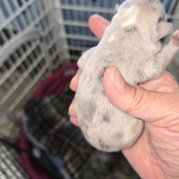 Blue merle with white on head - Blue female French Bulldog puppy in Summerville, Tennessee from R&J Frenchie