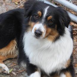 Miniature American Shepherds from Mary's Miniature American Shepherds