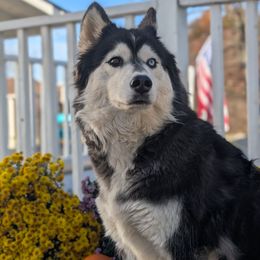 Rossi - Siberian Husky