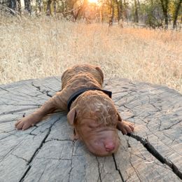 Black boy - Red  male Goldendoodle puppy in Redding, California from O’Hara  Doodles