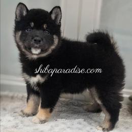 Bonsai - Black and tan female Shiba Inu puppy in Tualatin, Oregon from Shiba Paradise