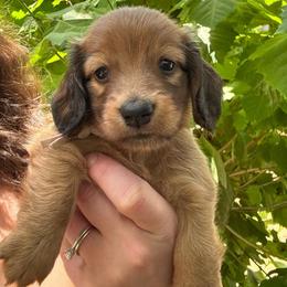 Grant - Red male Dachshund puppy in Lakeland, Florida from Cynthia’s Royal Dachshunds