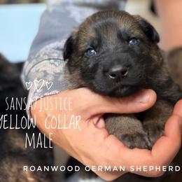 Yellow collar - Sable male German Shepherd puppy in Carlisle, Arkansas from Roanwood German Shepherds