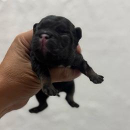 Ziggy - Tricolors male French Bulldog puppy in Porter, Texas from Whatabulldog