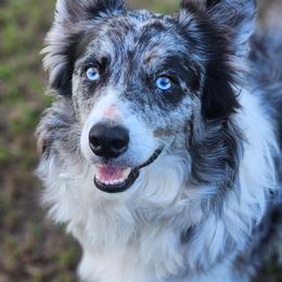 Border Collies from DiCola Farm