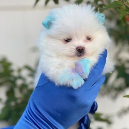 Pomeranian Puppies from POMERLAND exotic Pomeranians of Orlando