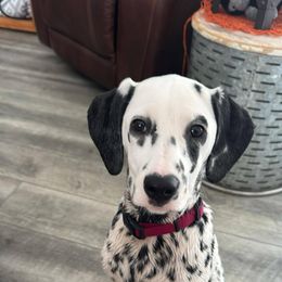 Dalmatian Puppies from Rock a Dalmatian “RockADal”