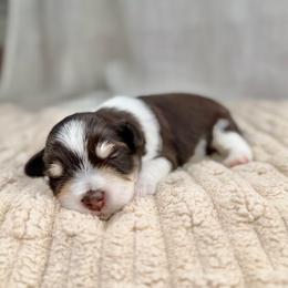 Jax - Parti male Miniature Schnauzer puppy in Montebello, California from Rod Schnauzers