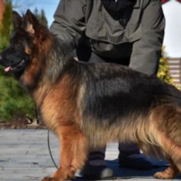 German Shepherd puppies from Wataha Shepherds