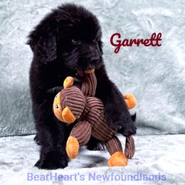 Garrett - Black male Newfoundland puppy in Cortez, Colorado from Bear Heart Newfoundlands, LLC