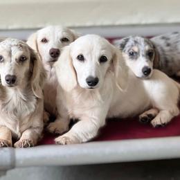 Dachshund Puppies from River Run Dachshunds
