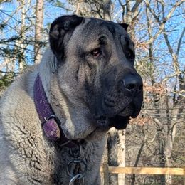 Anatolian Shepherd Dog puppies from Homestead Heaney