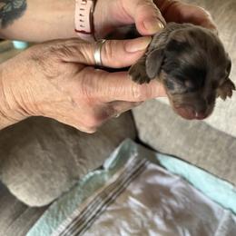 Boy 2 - Dapple male Dachshund puppy in Harriet, Arkansas from B&K Dachshunds