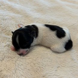 Girl 1 Spots - Black and white female Coton de Tulear puppy in Oakhurst, California from Gidget Cotons - ACC