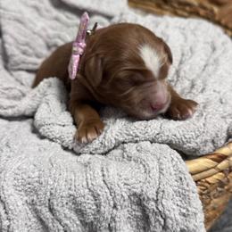 Bliss - Red female Bernedoodle puppy in Hillsboro, Oregon from Myt fine doodles