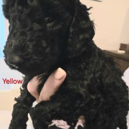 Yellow - Blue female Poodle puppy in Browns Summit, North Carolina from Nailah's Beauties: Standard Poodles