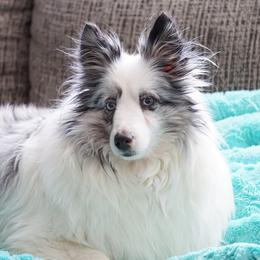 NILLA - Toy Shetland Sheepdog