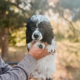 Girl 2 - Parti female Poodle puppy in Live Oak, Florida from Grams Poodle Babies