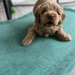 Australian Labradoodle Puppies from My Three Doodles