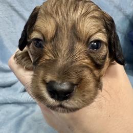 Killian - Red male Dachshund puppy in Memphis, Tennessee from River City Doxies