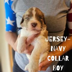 Jersey - Saint Berdoodle puppy from Doodles by Starlight