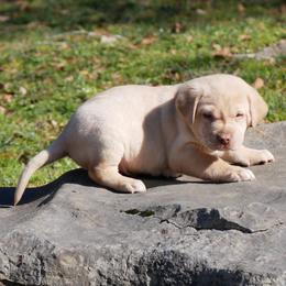 Graylag - Yellow male Labrador Retriever puppy in Buffalo Valley, Tennessee from Buffalo Valley Breeders