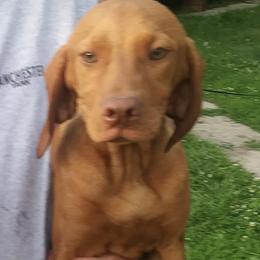 Weimaraners from River Bottom Puppies
