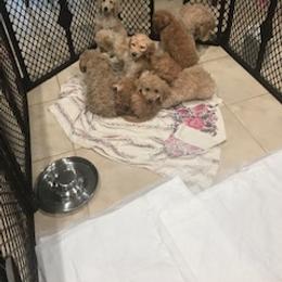 Goldendoodle Puppies from Da Ruba Doodles
