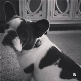 Phoebe - French Bulldog