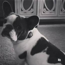 Phoebe - French Bulldog