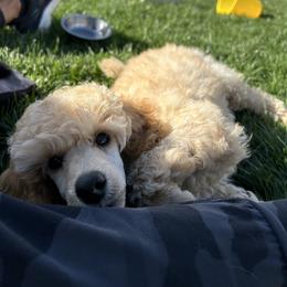 Poodle Puppies from A Stone’s Throw Farm