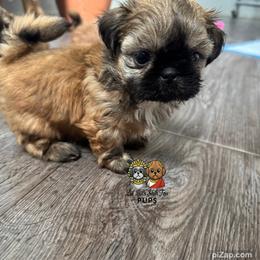 Andy - Gold male Shih Tzu puppy in Walkertown, North Carolina from Lil’ Bit’s Shih Tzu