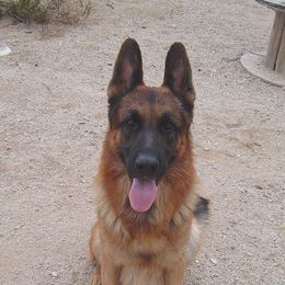 German Shepherds from Kennel Von Arizona